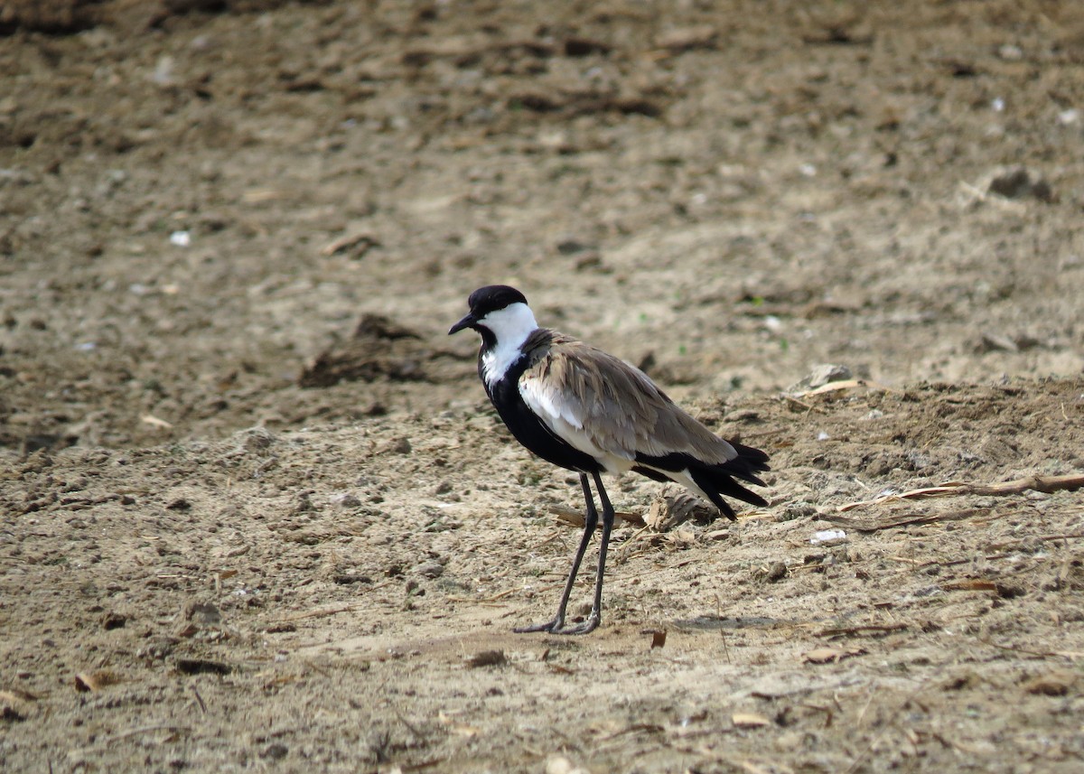 Spur-winged Lapwing - Mark Smiles