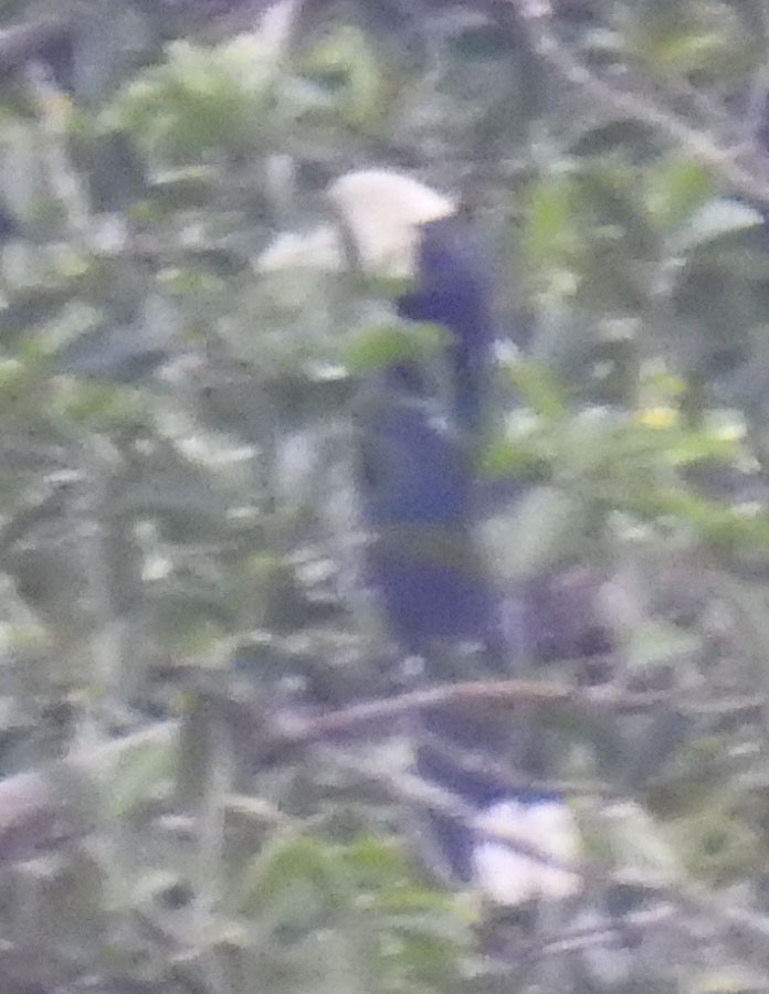 Black Hornbill - ML102472191