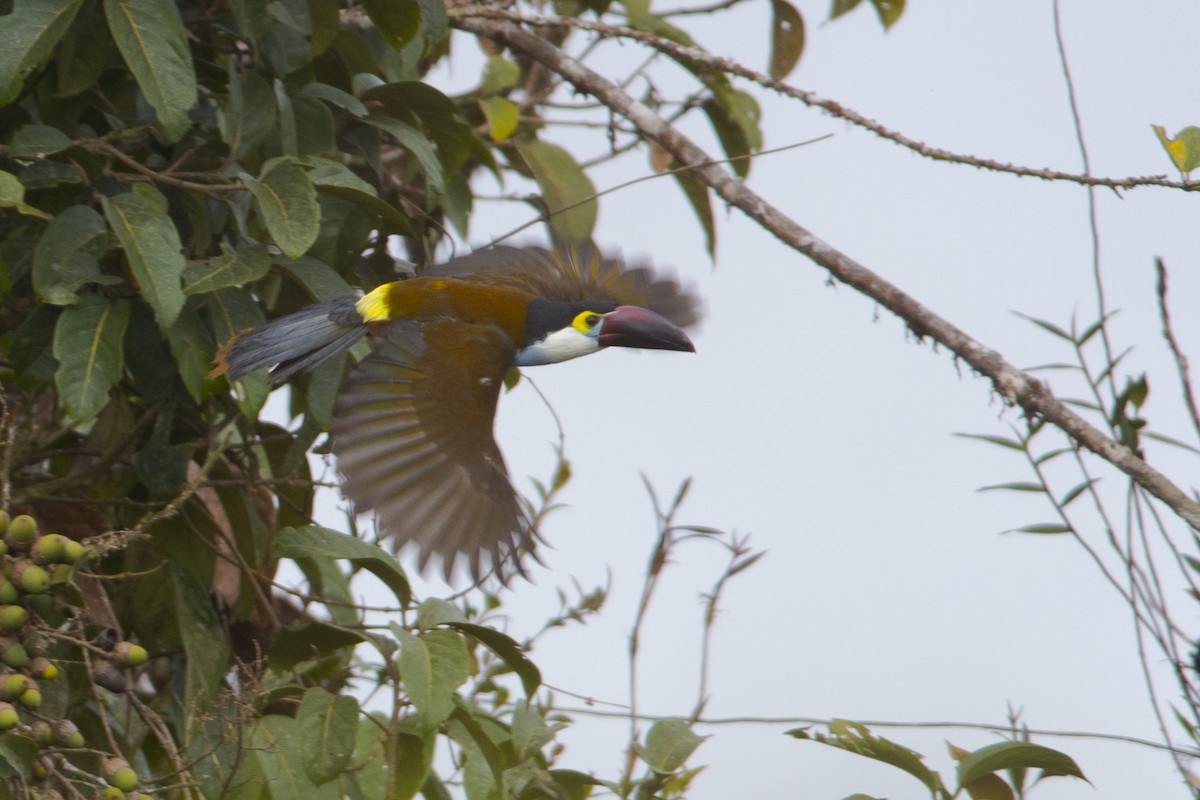 Black-billed Mountain-Toucan - ML102473191