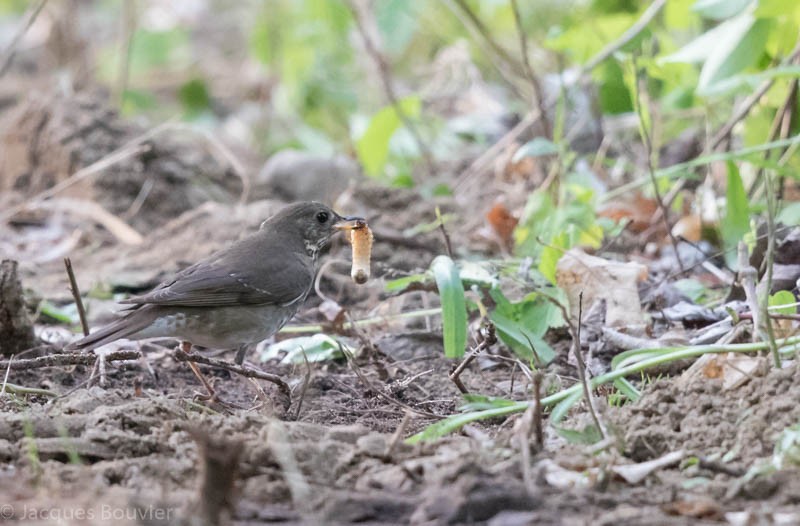 Gray-cheeked Thrush - ML102473501