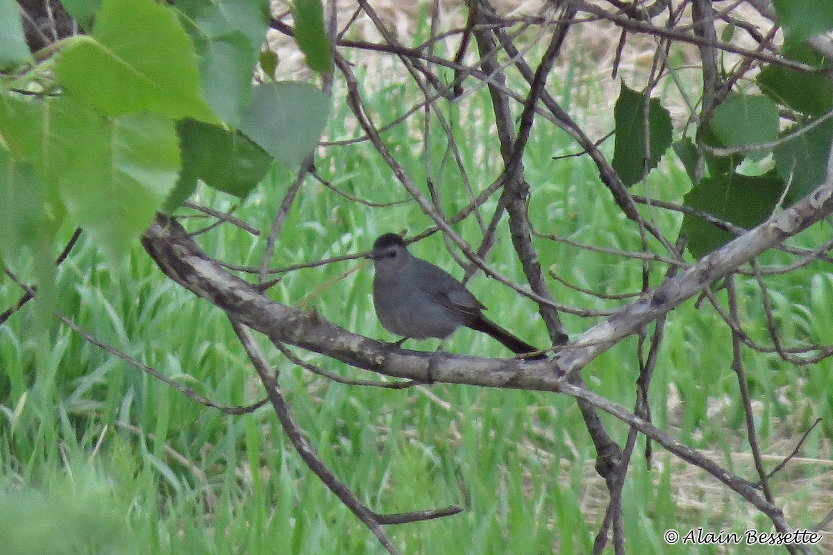 Gray Catbird - ML102474161