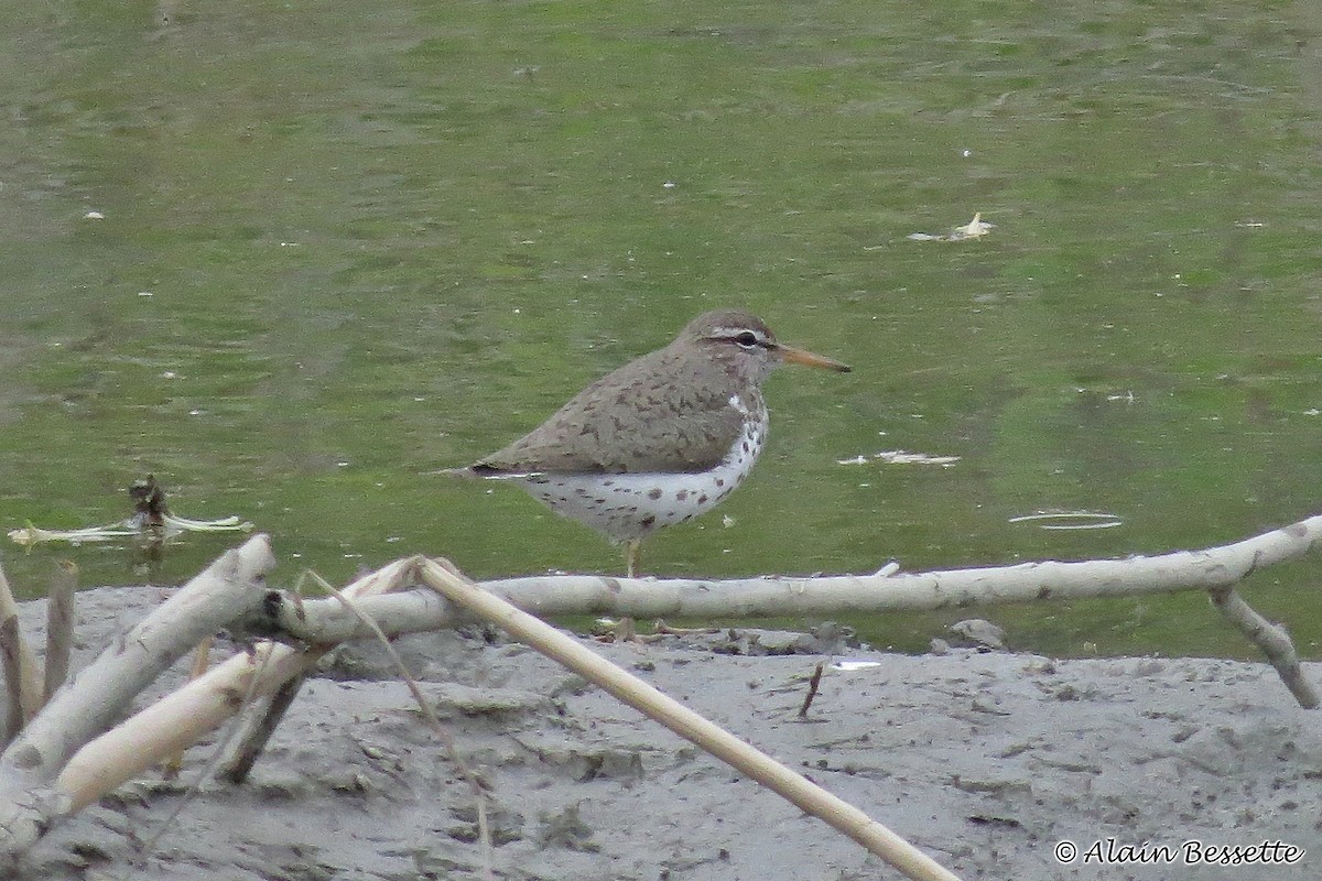 Spotted Sandpiper - ML102474211