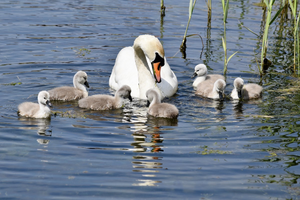 Höckerschwan - ML102474331