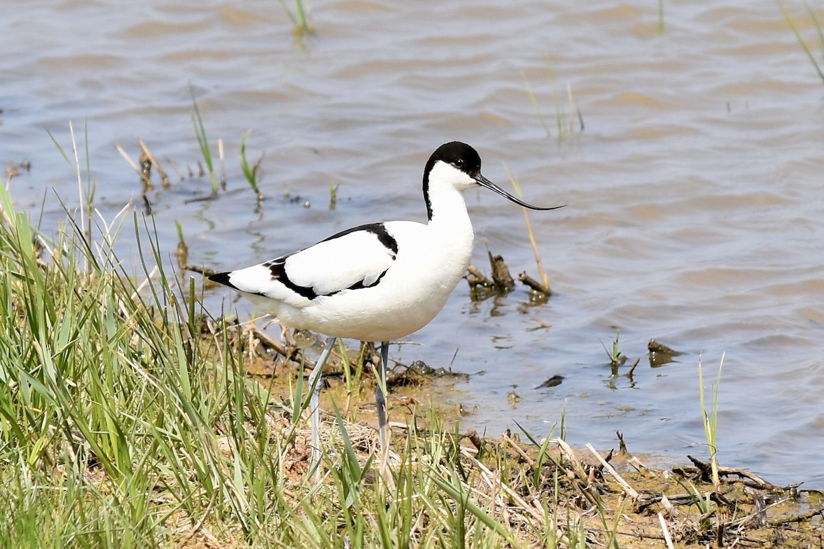 Pied Avocet - ML102474341