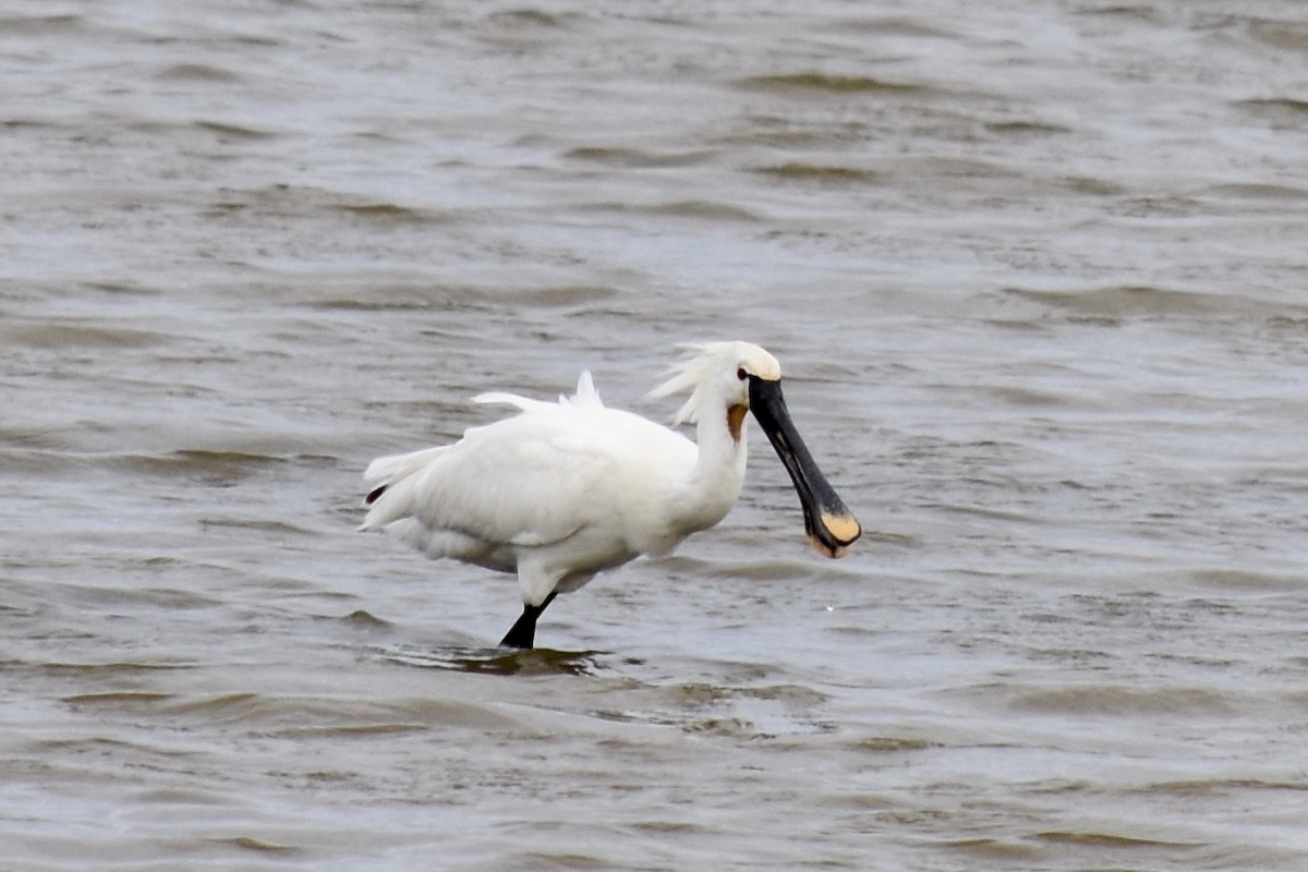 Eurasian Spoonbill - ML102474401