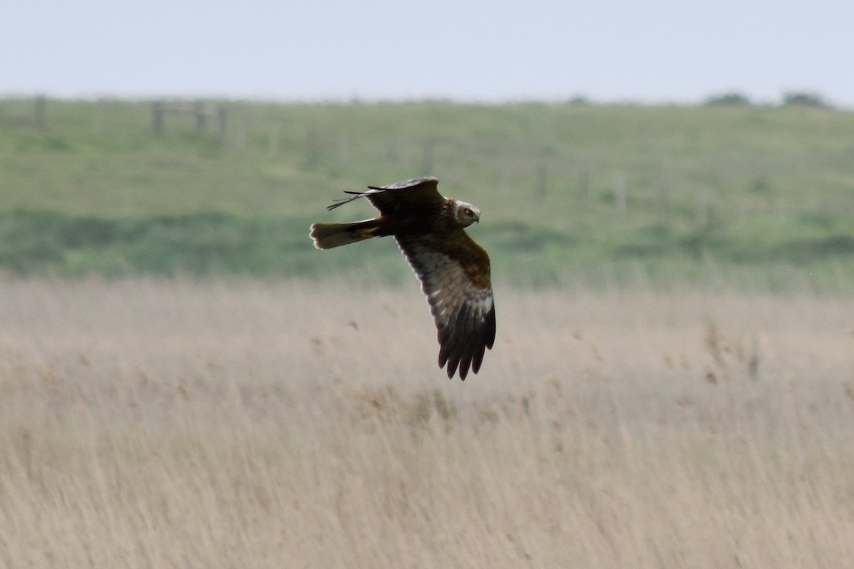 Western Marsh Harrier - ML102474491
