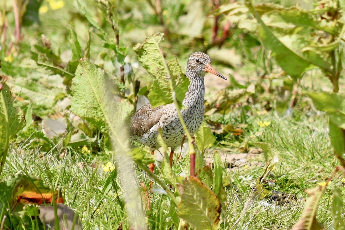 Common Redshank - ML102474621
