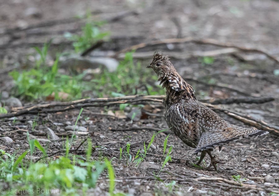 Ruffed Grouse - Jacques Bouvier