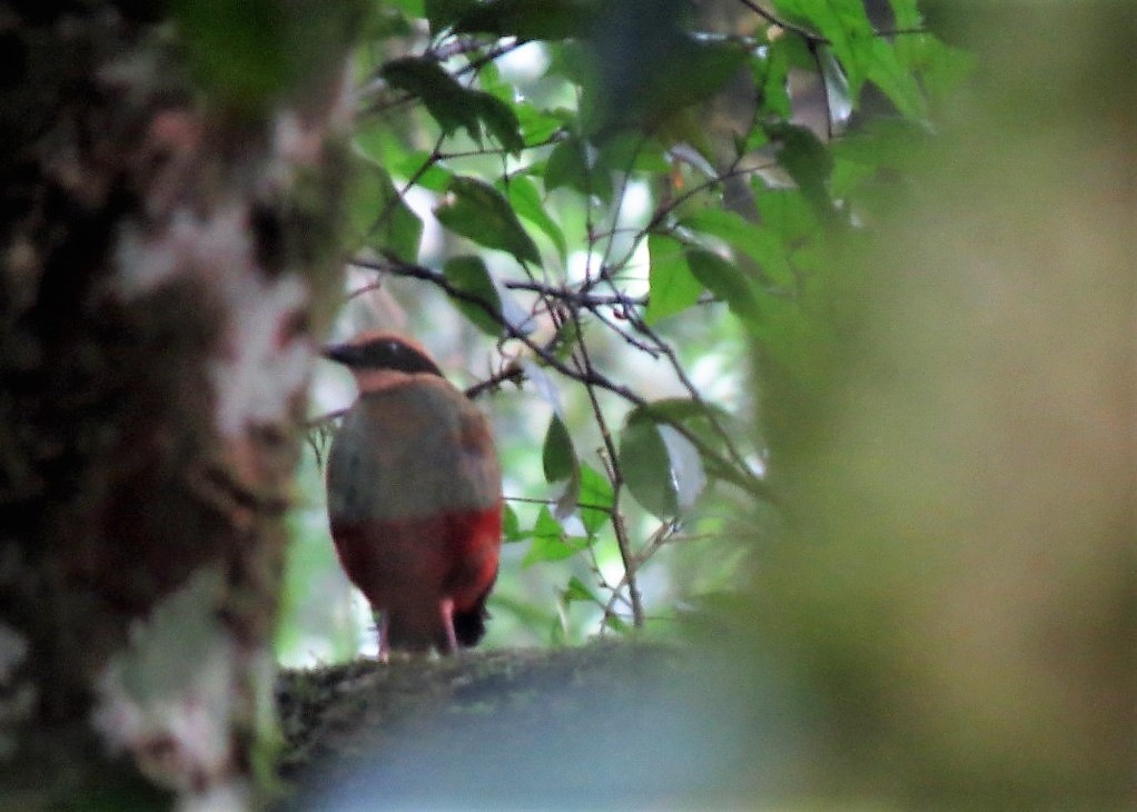 Green-breasted Pitta - ML102476661