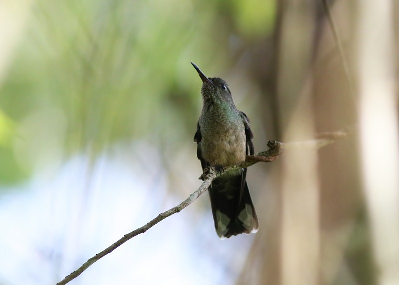 kolibřík skvrnitoprsý - ML102477151