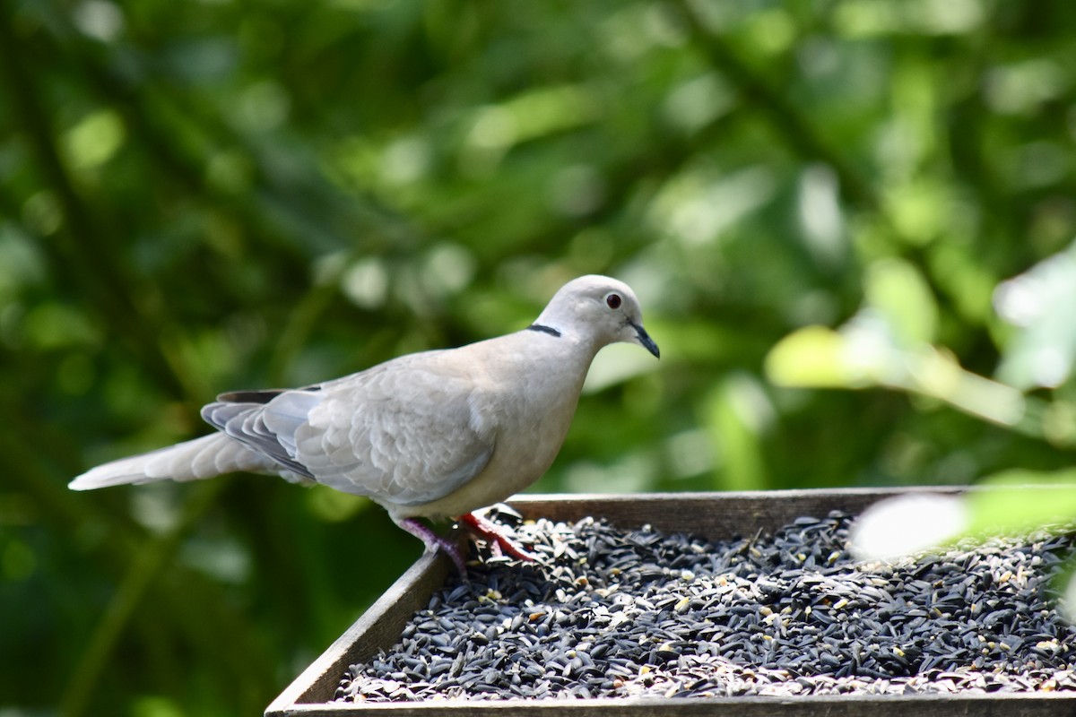 Eurasian Collared-Dove - ML102477951
