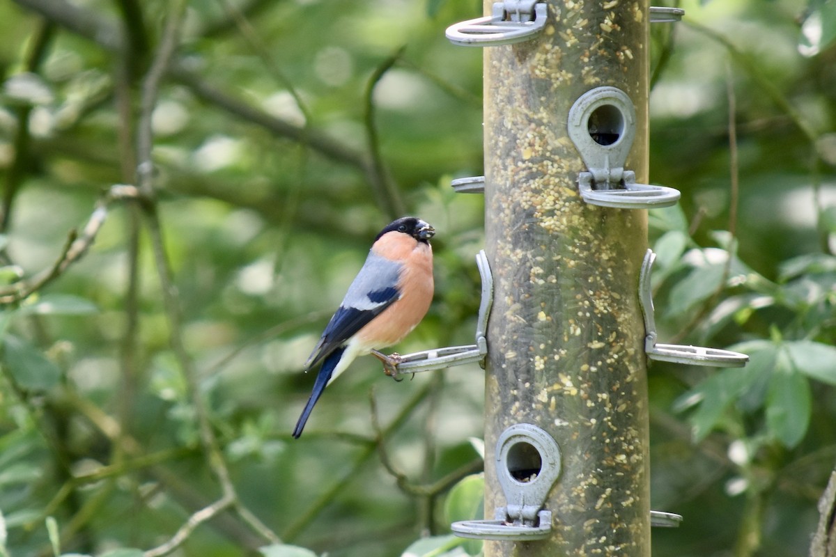 Eurasian Bullfinch - ML102477991
