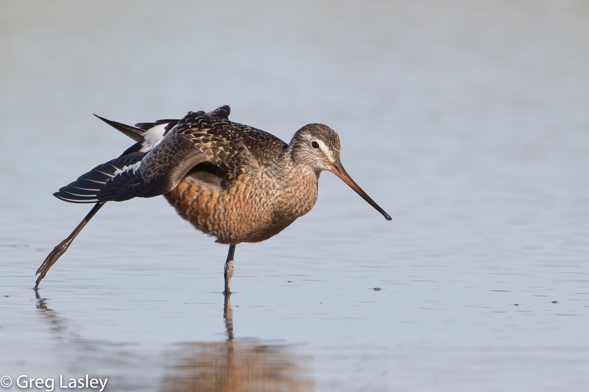 Hudsonian Godwit - ML102478681