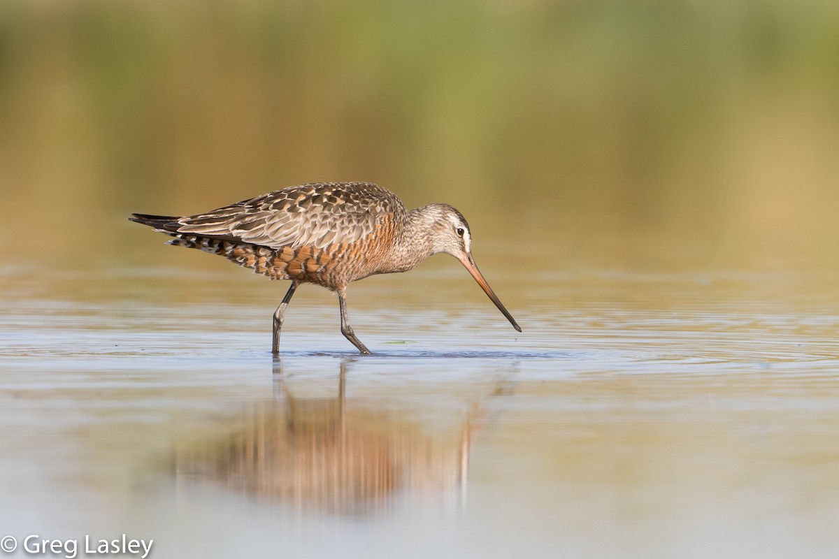 Hudsonian Godwit - ML102478691