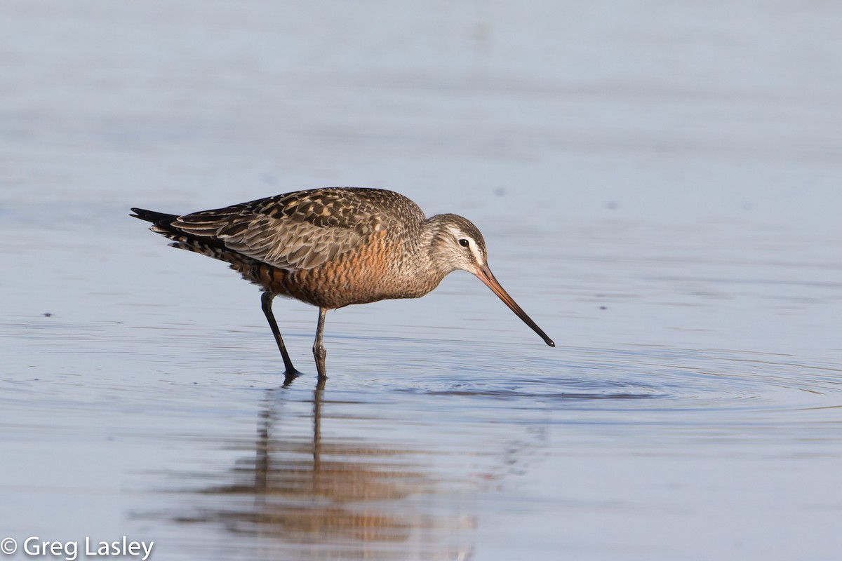 Hudsonian Godwit - Greg Lasley