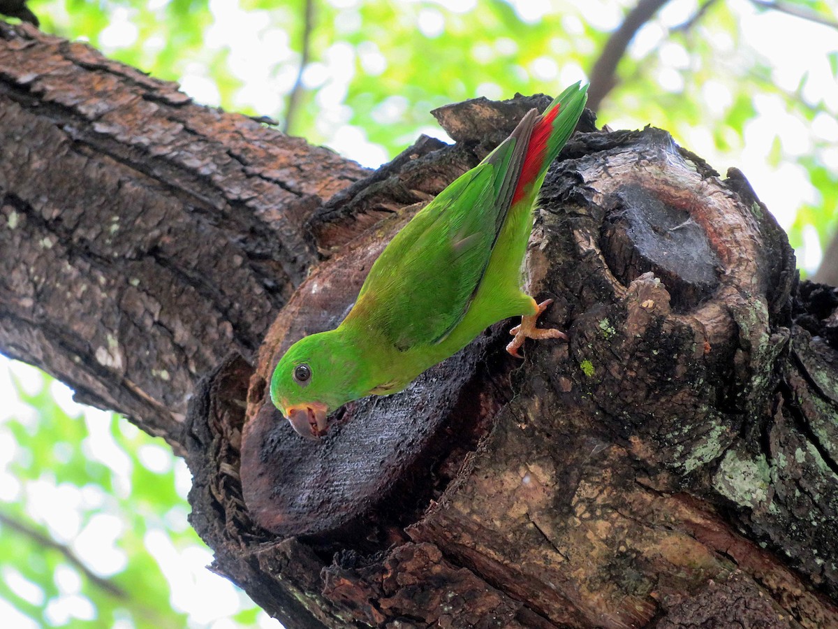 Blue-crowned Hanging-Parrot - Kian Guan Tay