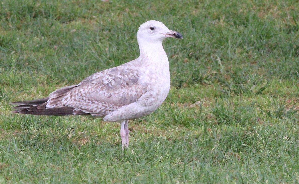 Herring Gull (European) - Gary Leavens