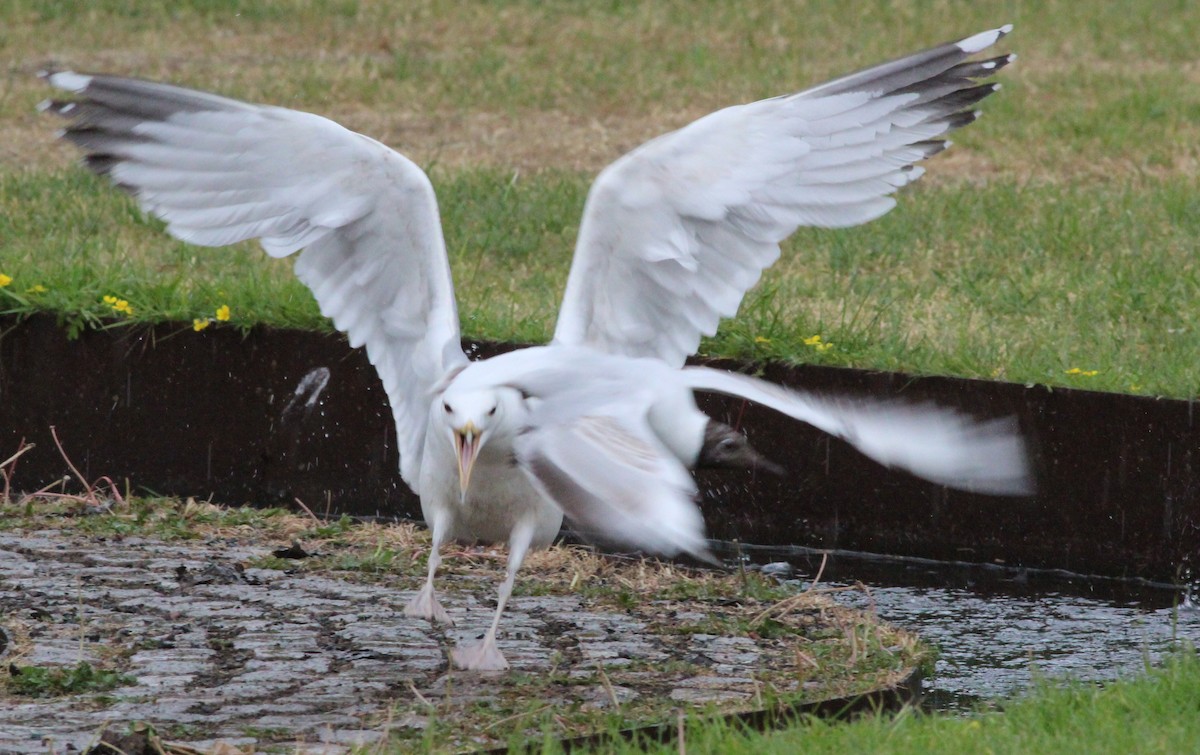 Herring Gull (European) - Gary Leavens