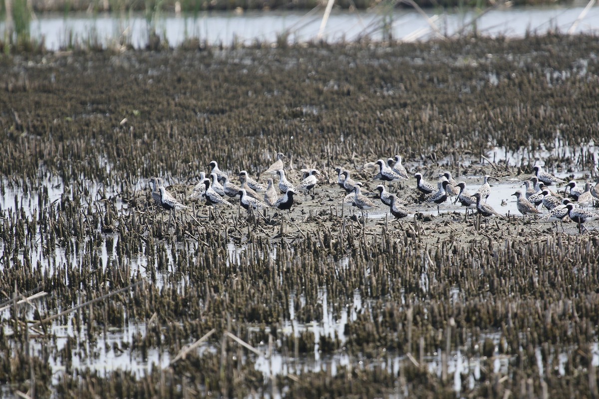 Black-bellied Plover - ML102481311