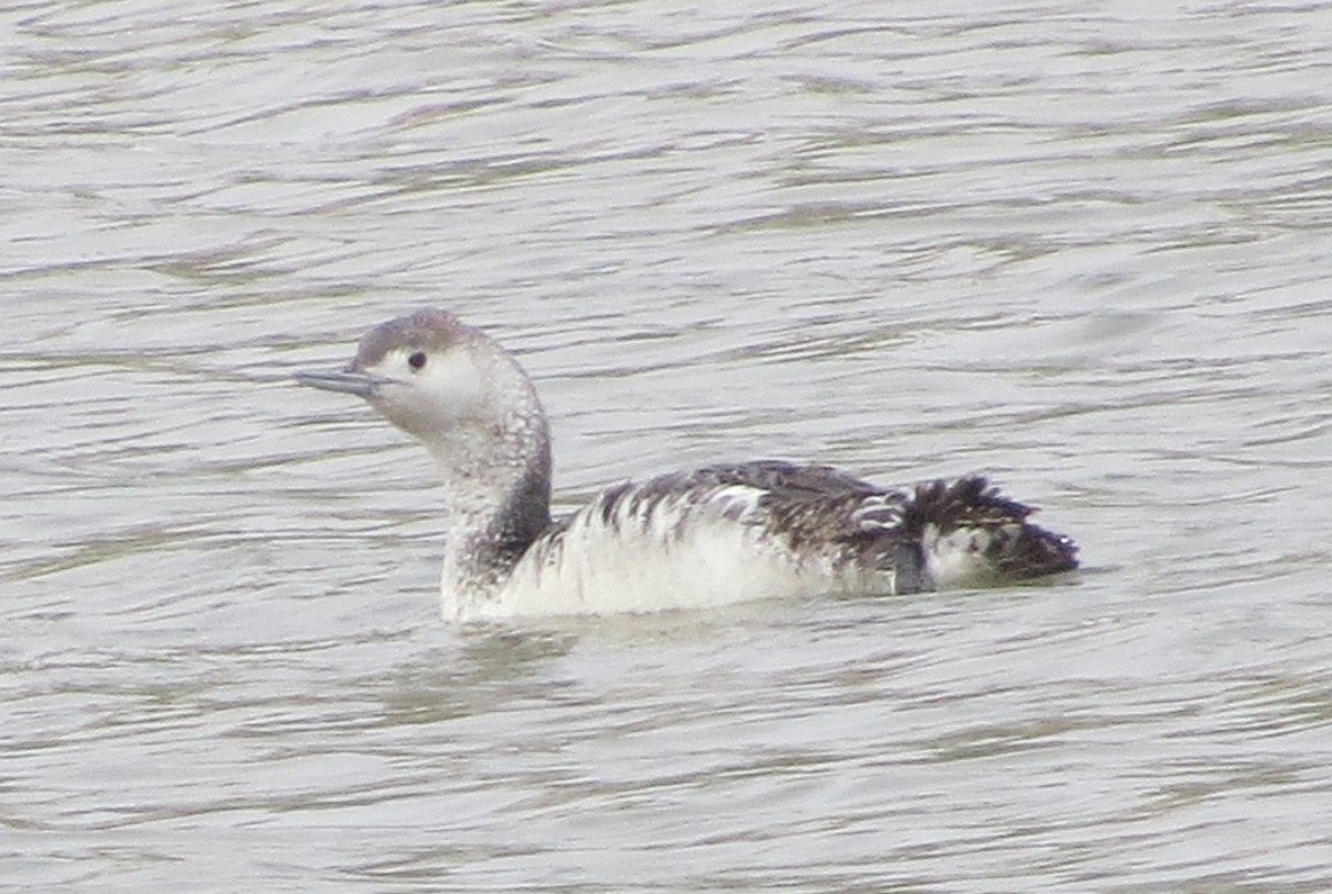 Red-throated Loon - ML102481641