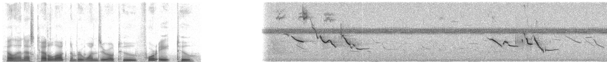 englerketrupial (magna gr.) - ML102482