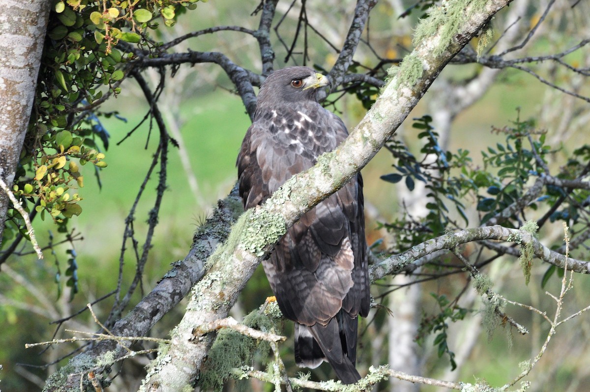 White-tailed Hawk - ML102482151