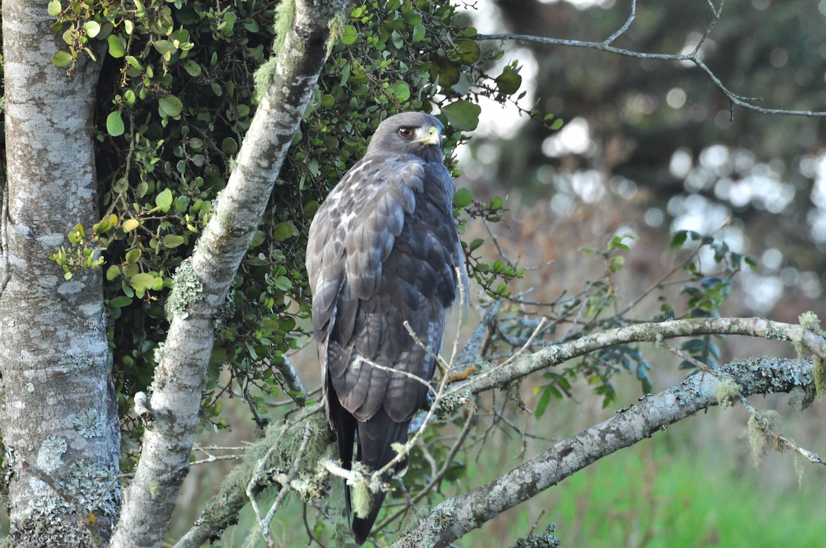 White-tailed Hawk - ML102482171