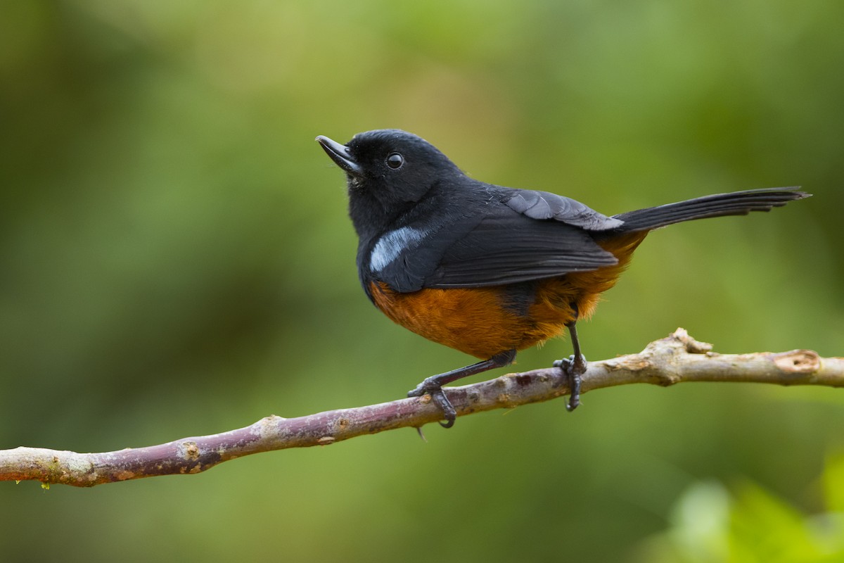 Chestnut-bellied Flowerpiercer - John Cahill xikanel.com