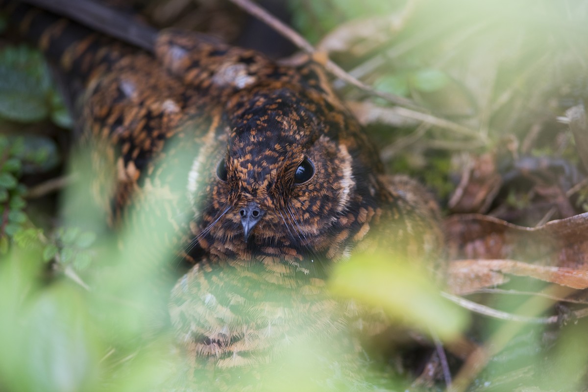 Swallow-tailed Nightjar - ML102482411