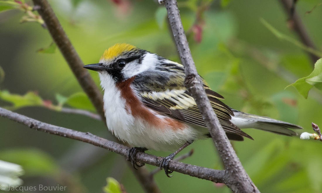 Chestnut-sided Warbler - ML102482791