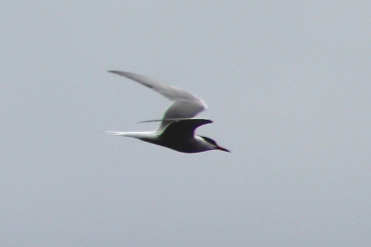 Common Tern - Robert Keereweer