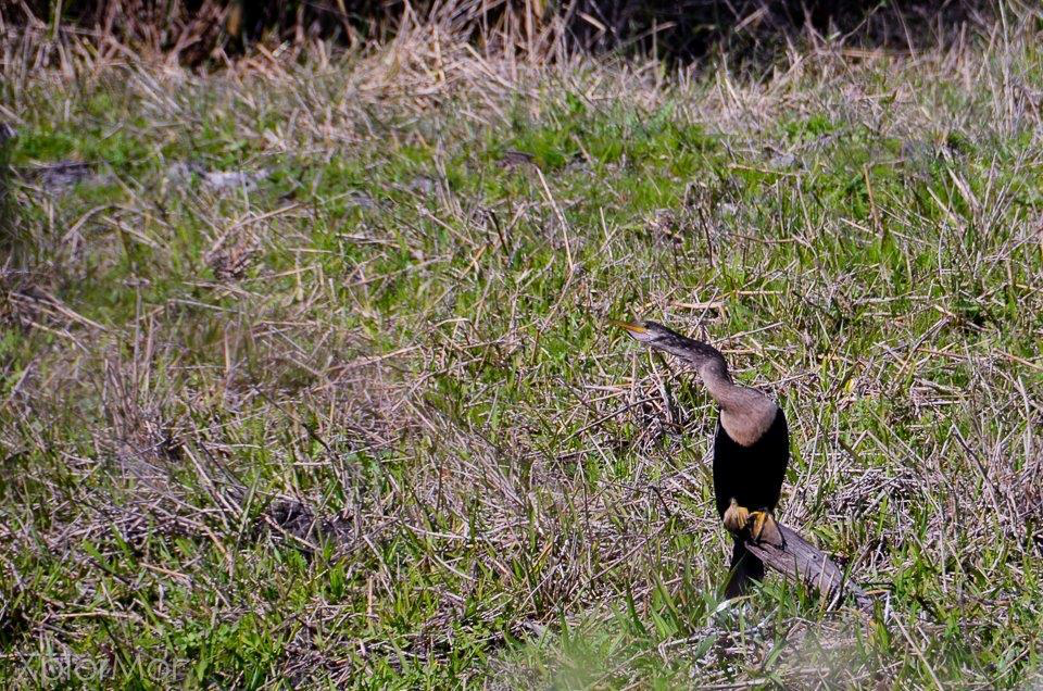 Anhinga - ML102487741
