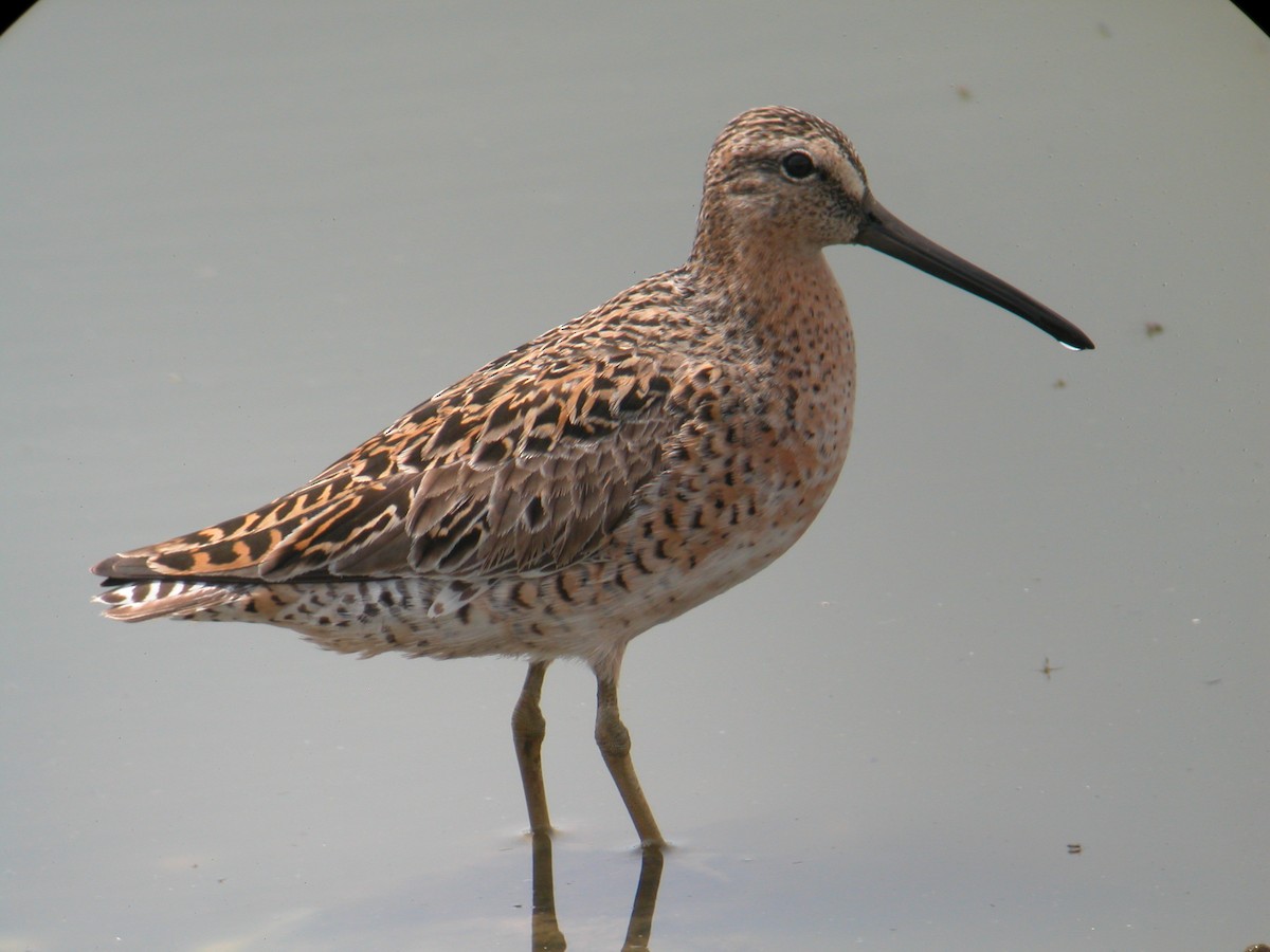 Short-billed Dowitcher - ML102487751