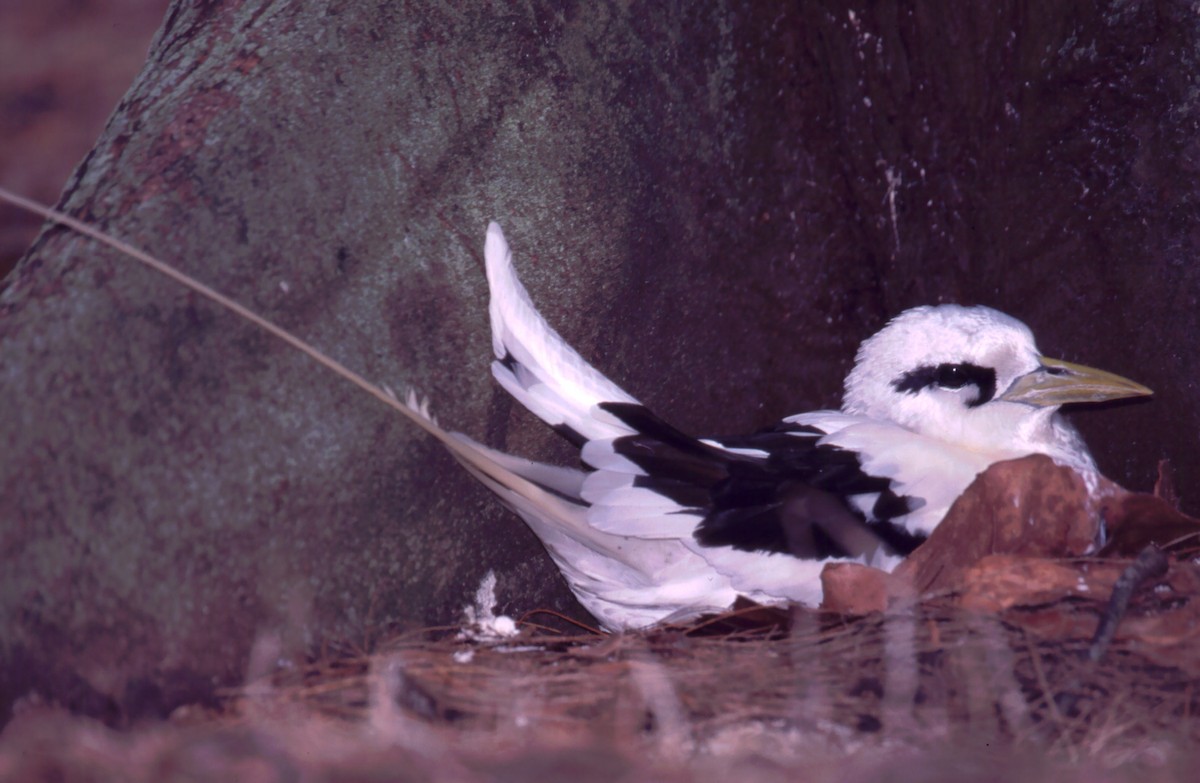 White-tailed Tropicbird - Fabio Olmos
