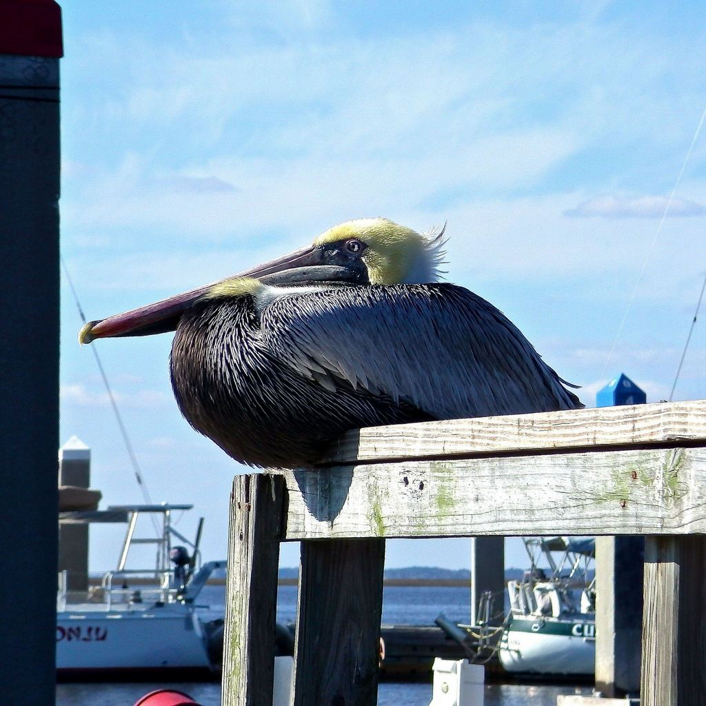 Brown Pelican - XplorMor  International Non-Profit