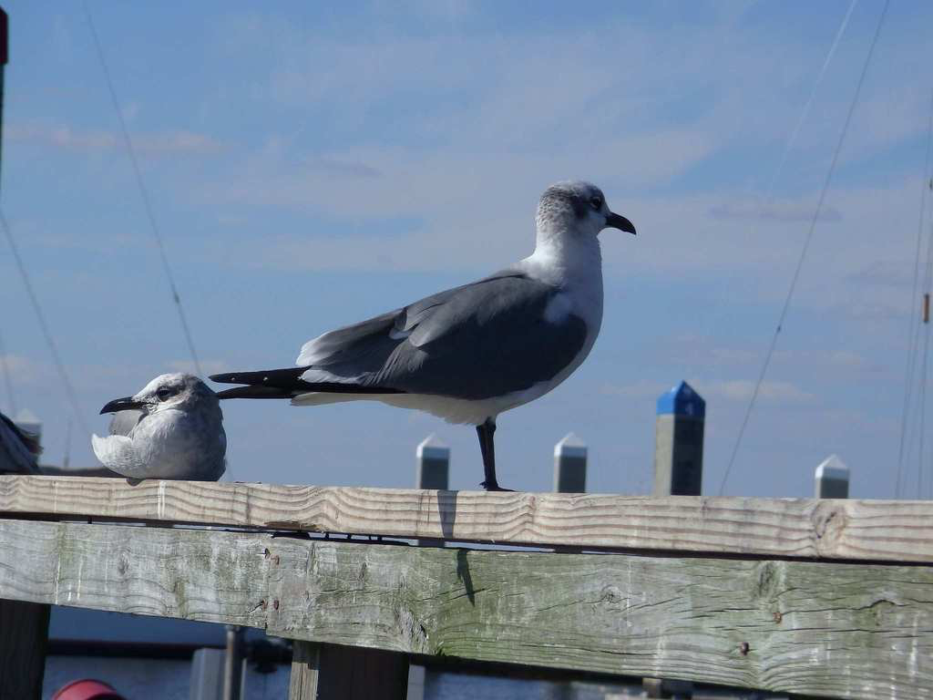 Laughing Gull - ML102488121