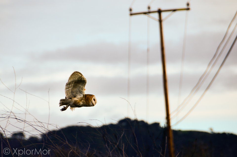 American Barn Owl - ML102488471