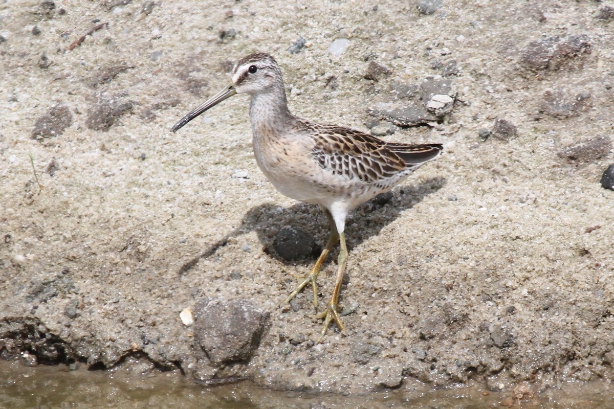 Short-billed Dowitcher - ML102488511