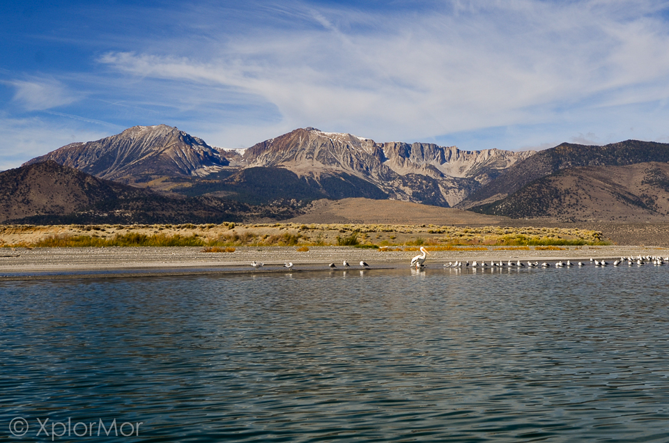 American White Pelican - ML102488791