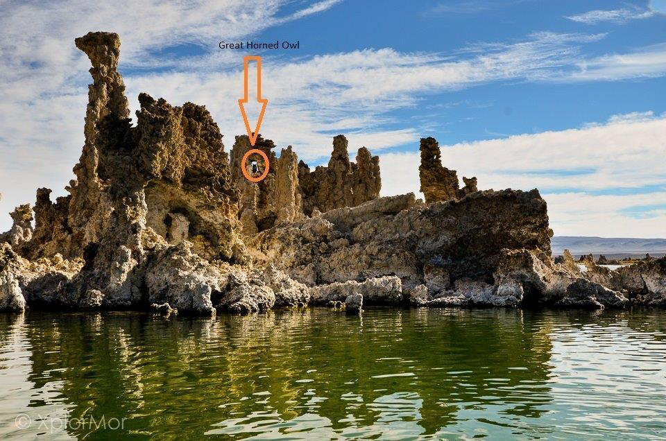 Great Horned Owl - ML102488851