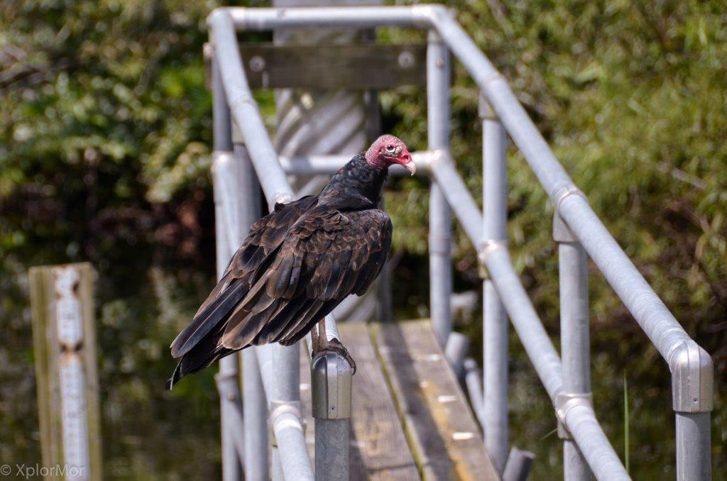 Turkey Vulture - ML102489391