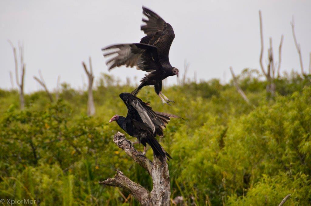 Turkey Vulture - ML102489401