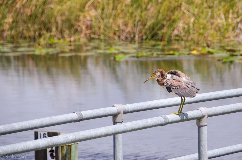 Tricolored Heron - ML102489581
