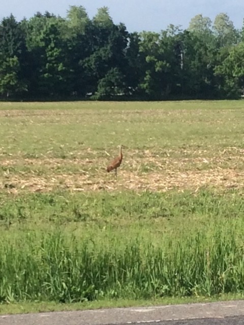 Sandhill Crane - ML102490161