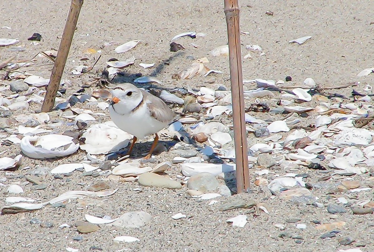 Piping Plover - Nick Pulcinella