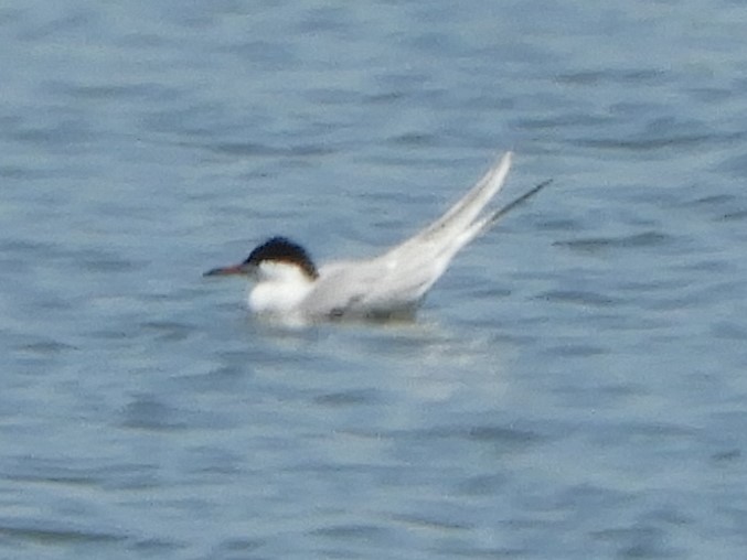 Forster's Tern - ML102492901