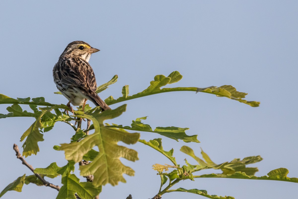 Savannah Sparrow - Doug Bryant