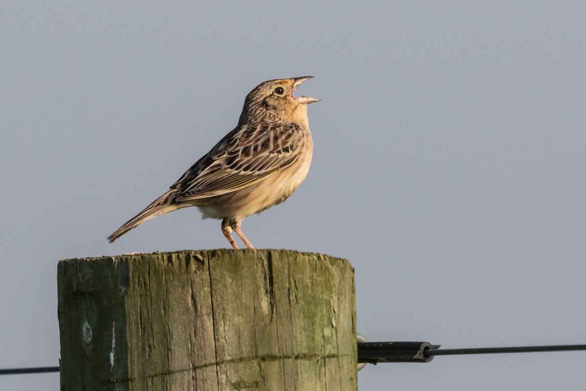 Grasshopper Sparrow - ML102493831