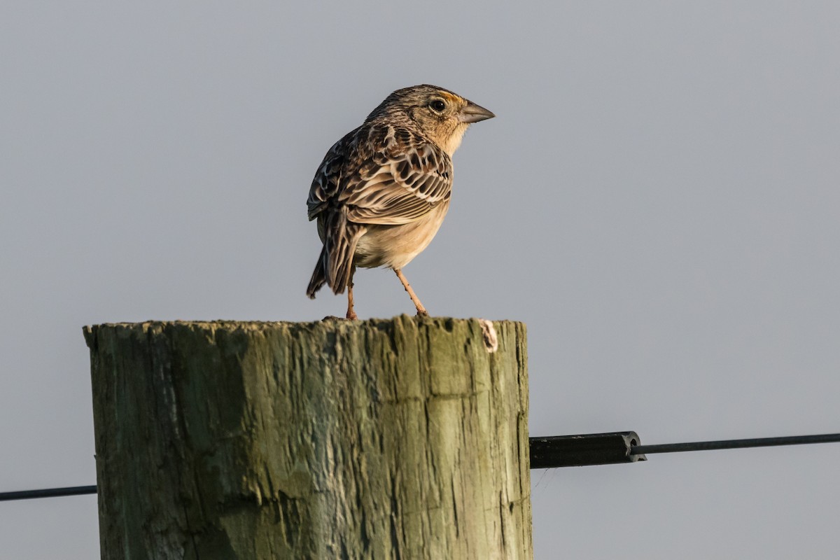 Grasshopper Sparrow - ML102493841