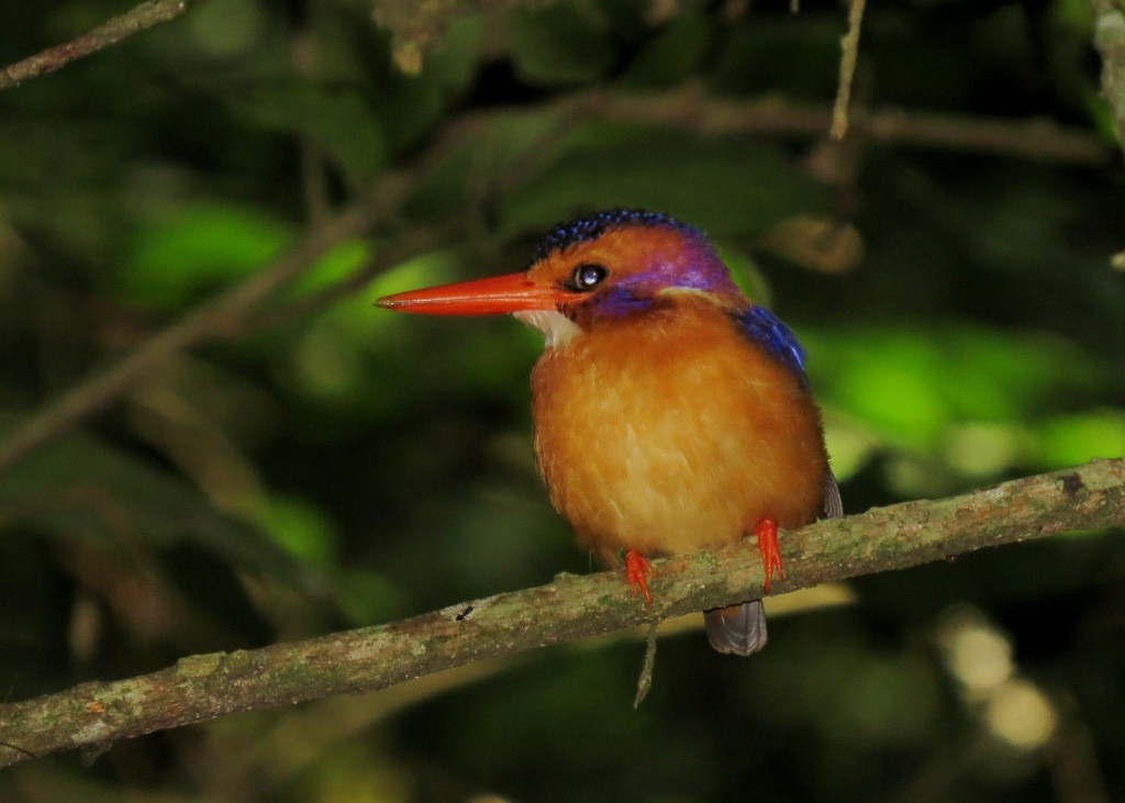 African Pygmy Kingfisher - Mark Smiles